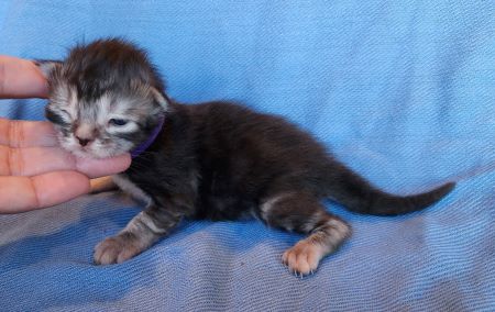 MaineCoonKittenEvanstarRauchenFPurple4.jpg