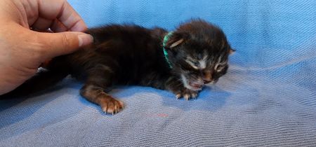 MaineCoonKittenEvanstarRauchenMAqua4.jpg