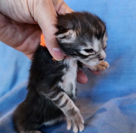 MaineCoonKittenEvanstarRauchenMOrange3.jpg