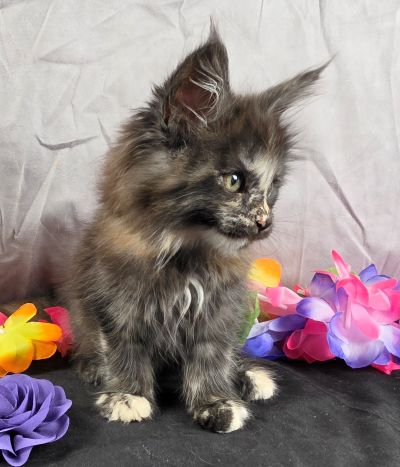 Queen Anne purple collar black shaded torbie Maine Coon kitten photo 2