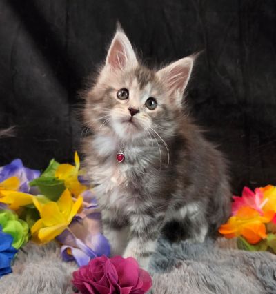 Ember Mist silver black classic Maine Coon kitten burgundy collar photo 2