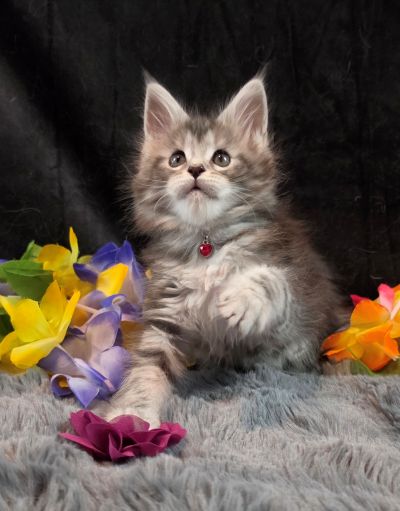 Ember Mist silver black classic Maine Coon kitten burgundy collar photo 3