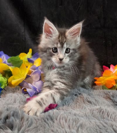 Ember Mist silver black classic Maine Coon kitten burgundy collar photo 4