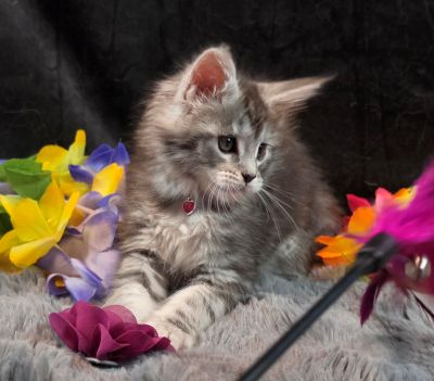 Ember Mist silver black classic Maine Coon kitten burgundy collar photo 1