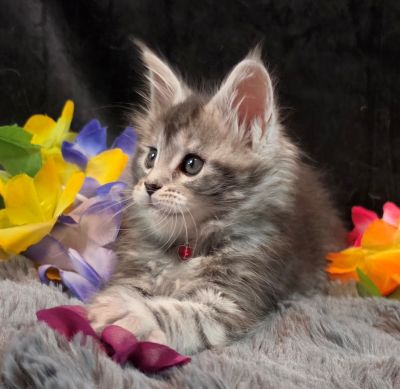 Ember Mist silver black classic Maine Coon kitten burgundy collar photo 5
