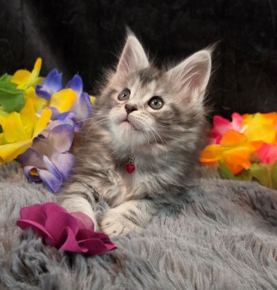 Ember Mist silver black classic Maine Coon kitten burgundy collar photo 6