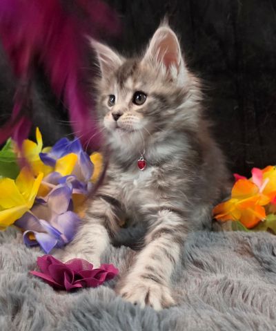Ember Mist silver black classic Maine Coon kitten burgundy collar photo 7