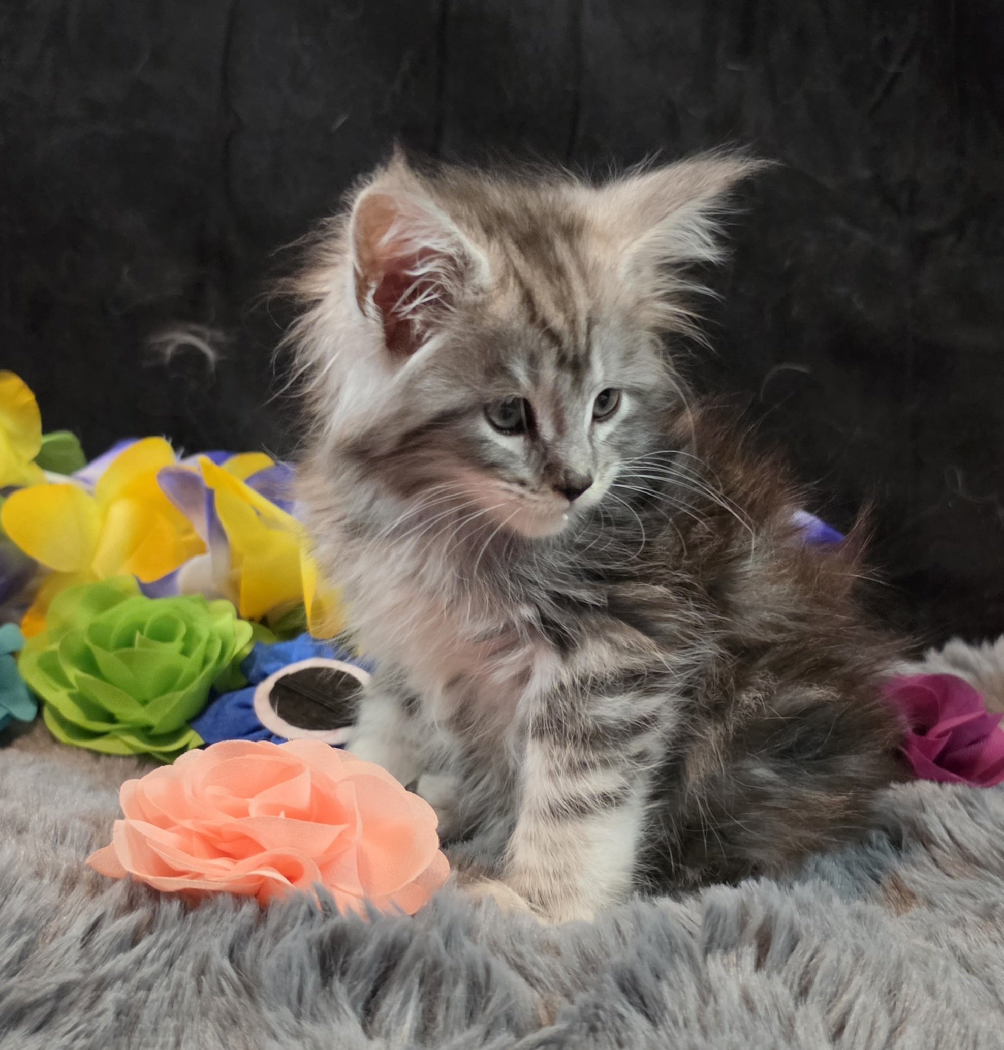 Moonbeam silver black classic Maine Coon kitten pink collar photo 1