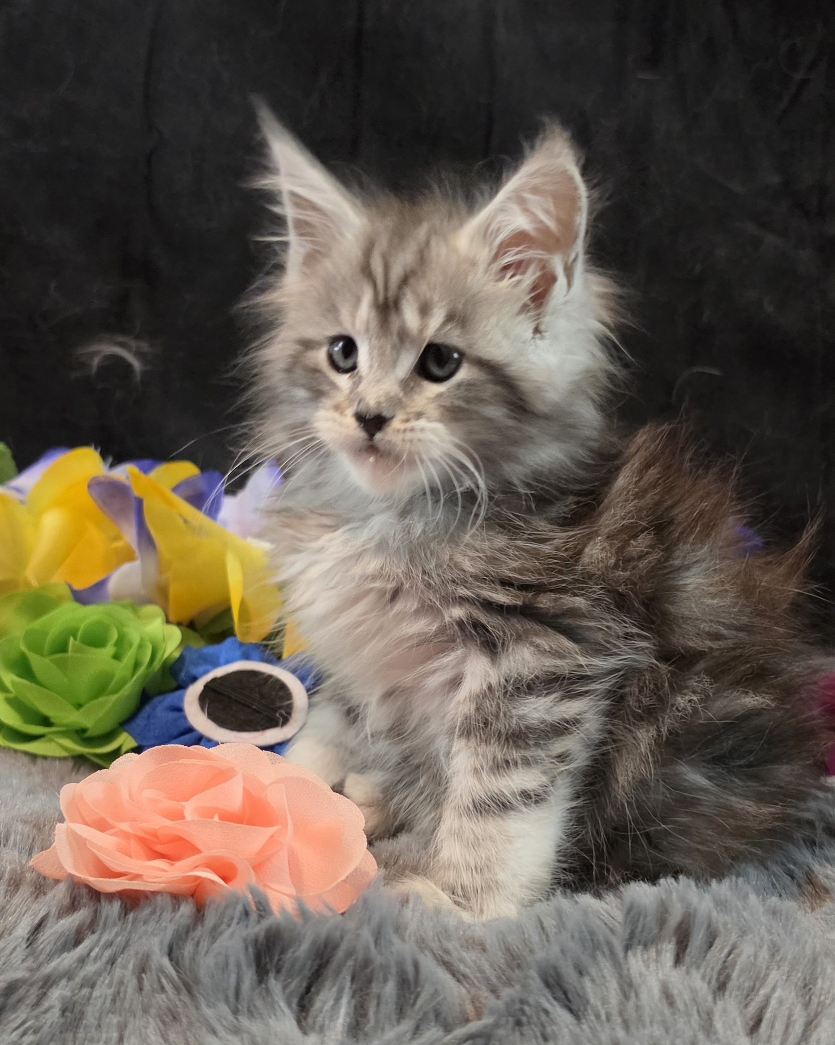 Moonbeam silver black classic Maine Coon kitten pink collar photo 3