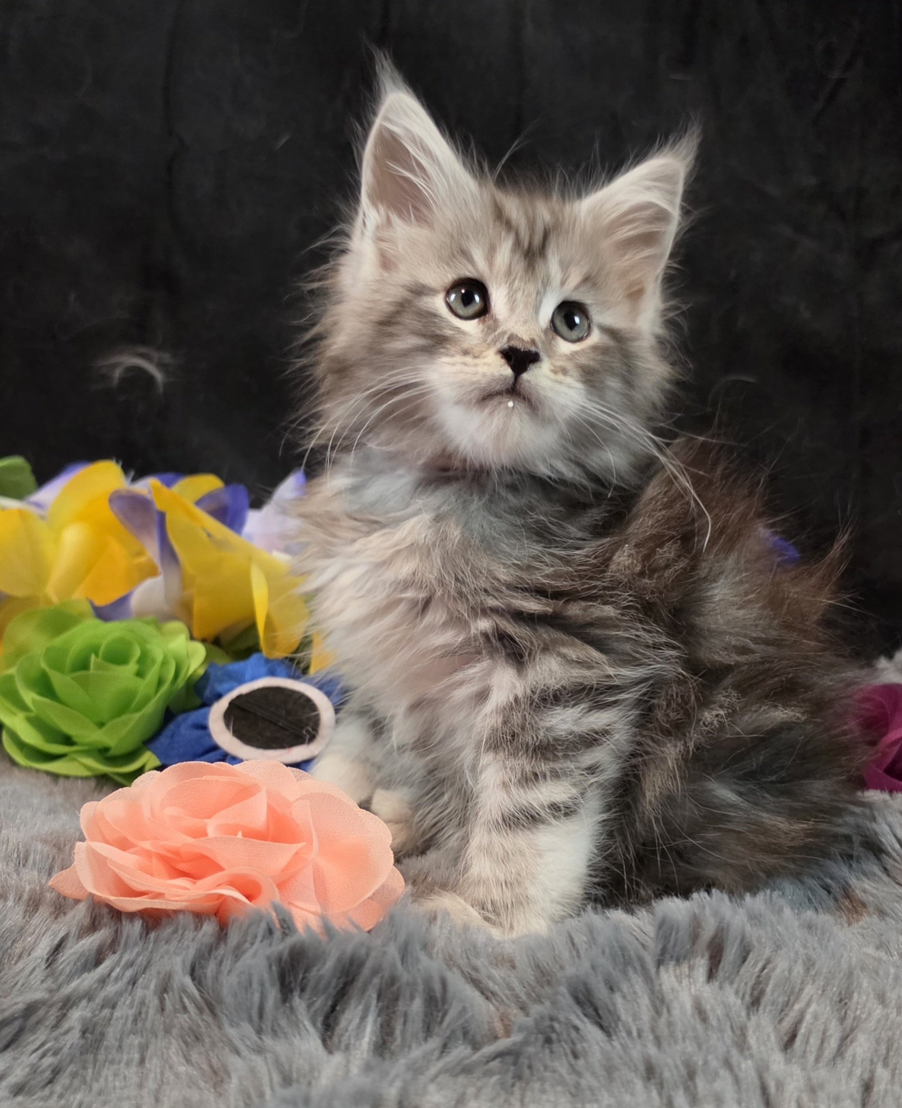 Moonbeam silver black classic Maine Coon kitten pink collar photo 4
