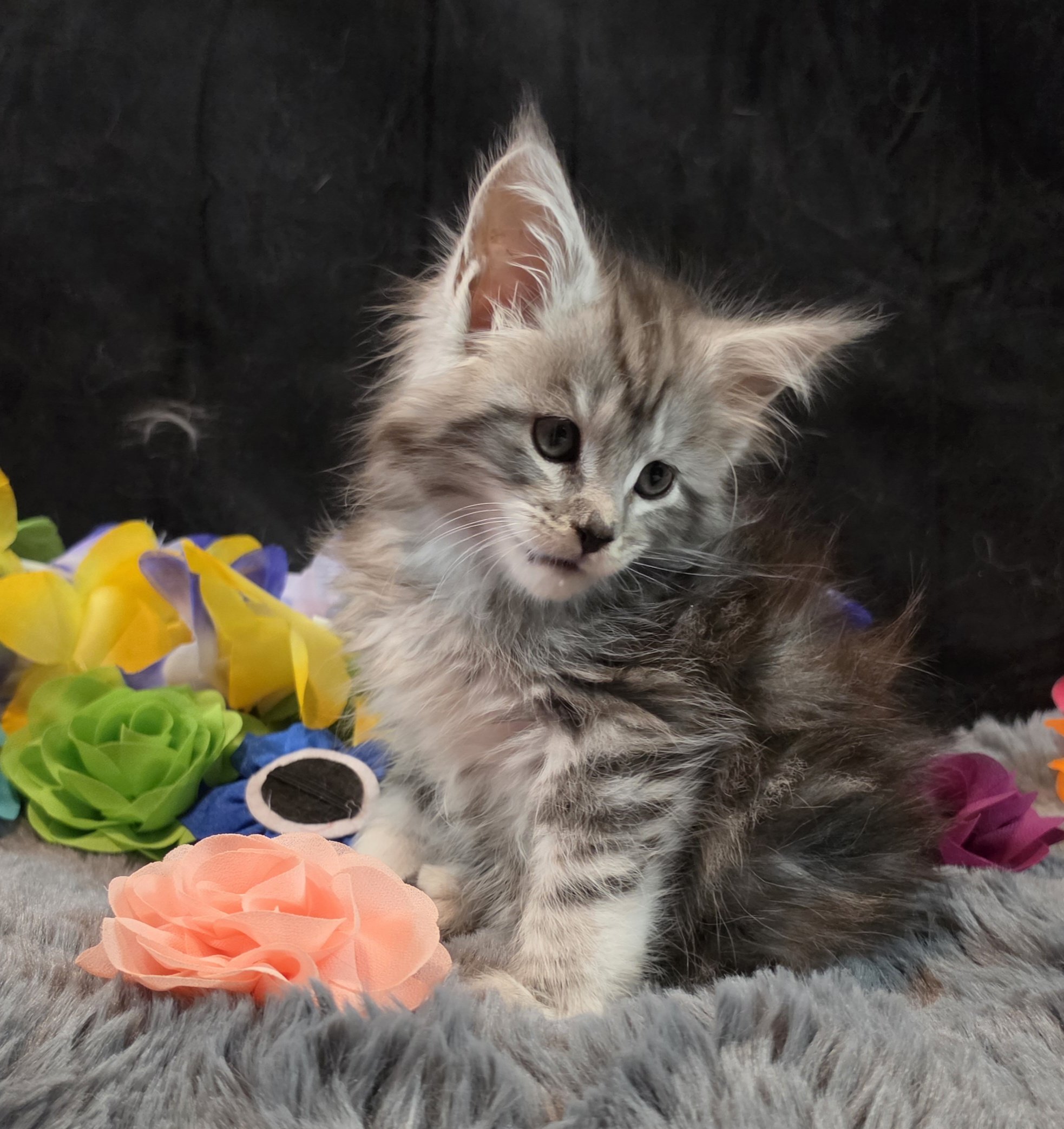 Moonbeam silver black classic Maine Coon kitten pink collar photo 5
