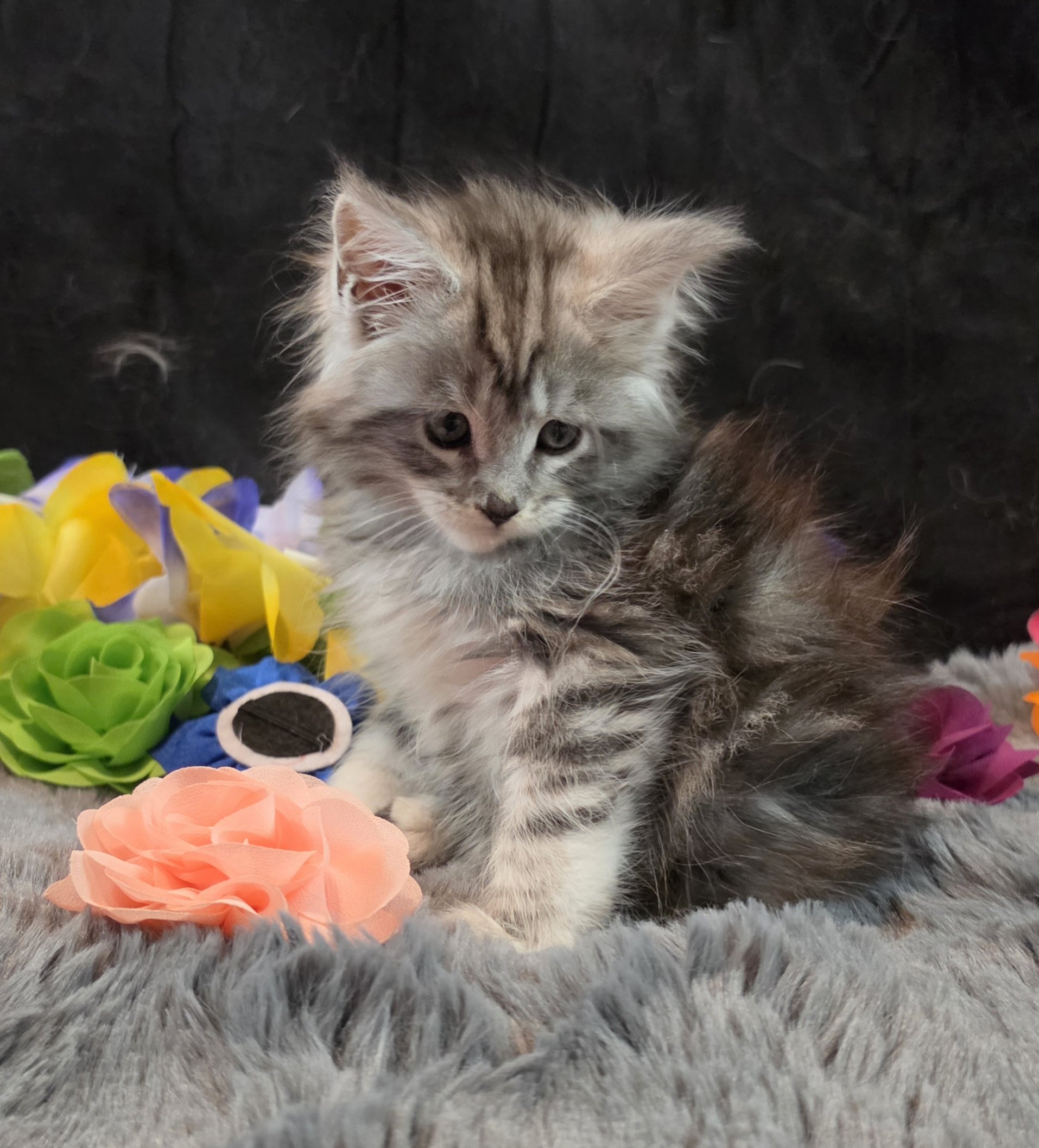 Moonbeam silver black classic Maine Coon kitten pink collar photo 6