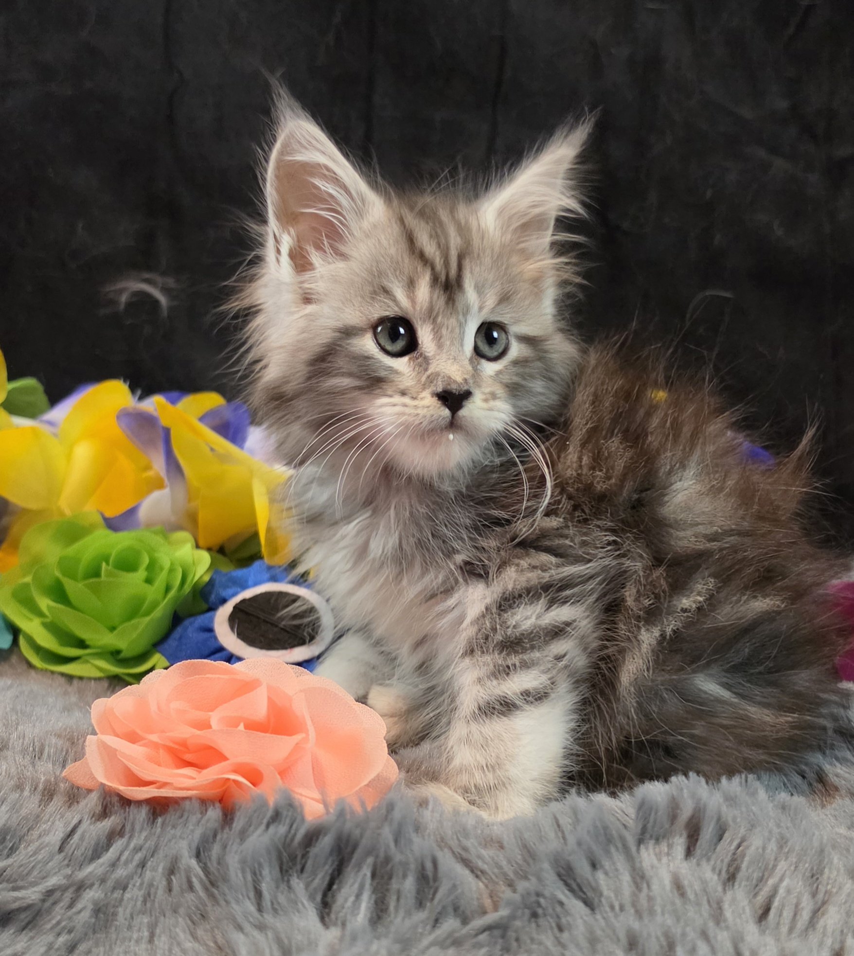 Moonbeam silver black classic Maine Coon kitten pink collar photo 7