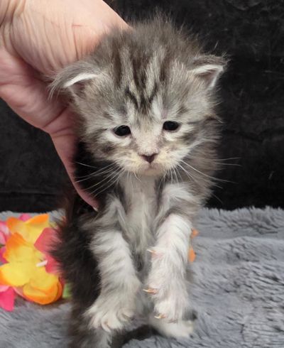 Stardust silver black classic Maine Coon kitten purple collar photo 6