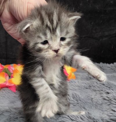 Stardust silver black classic Maine Coon kitten purple collar photo 7