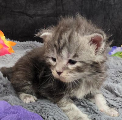 Stardust silver black classic Maine Coon kitten purple collar photo 8