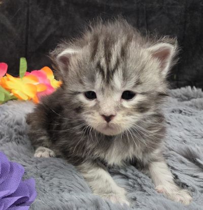 Stardust silver black classic Maine Coon kitten purple collar photo 9