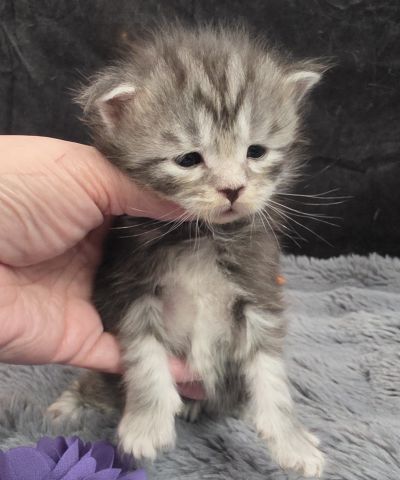 Stardust silver black classic Maine Coon kitten purple collar photo 1