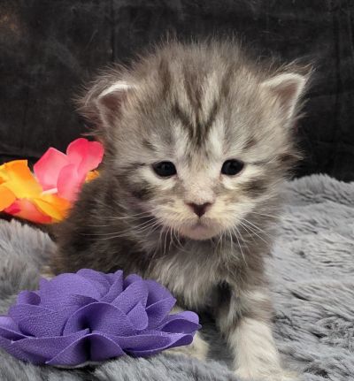Stardust silver black classic Maine Coon kitten purple collar photo 2