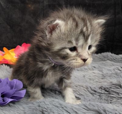 Stardust silver black classic Maine Coon kitten purple collar photo 3