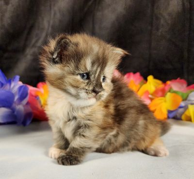 MaineCoonKittenMissFortuneAkoni05042025FPink15.jpg