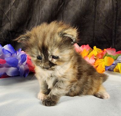 MaineCoonKittenMissFortuneAkoni05042025FPink16.jpg