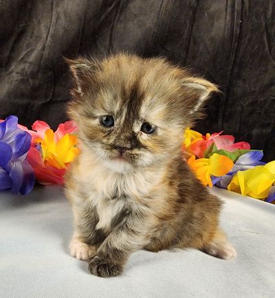 MaineCoonKittenMissFortuneAkoni05042025FPink17.jpg