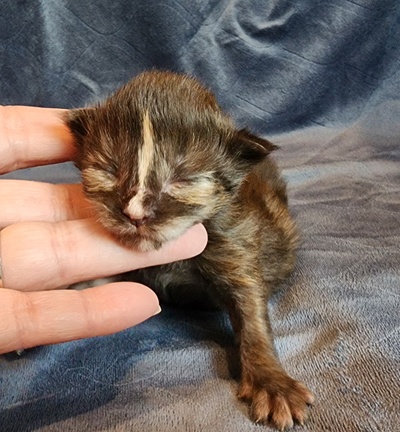 MaineCoonKittenMissFortuneAkoni05042025FPurple1.jpg