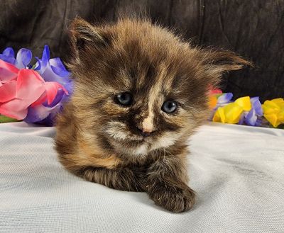 MaineCoonKittenMissFortuneAkoni05042025FPurple14.jpg