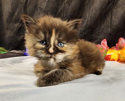 MaineCoonKittenMissFortuneAkoni05042025FPurple15.jpg