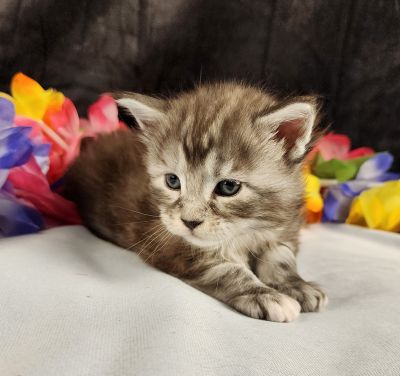 MaineCoonKittenMissFortuneAkoni05042025FWhite13.jpg
