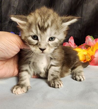 MaineCoonKittenMissFortuneAkoni05042025FWhite17.jpg