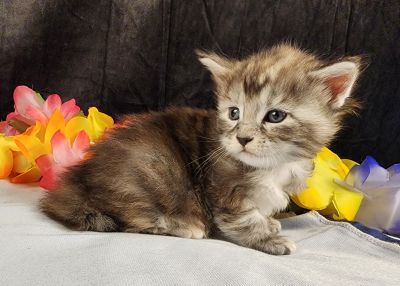 MaineCoonKittenMissFortuneAkoni05042025FWhite18.jpg