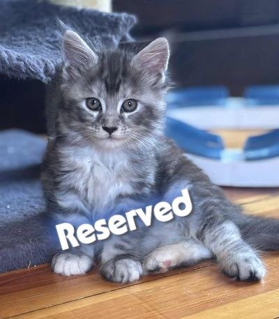 MaineCoonKittenMissFortuneAkoni05042025FWhite19Reserved.jpg