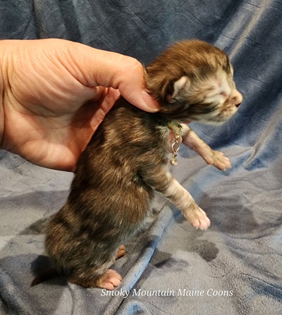 MaineCoonKittenMissFortuneAkoni05042025FWhite3.jpg