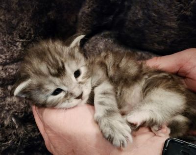 MaineCoonKittenMissFortuneAkoni05042025FWhite6.jpg