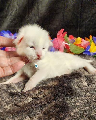 MaineCoonKittenMystiqueAkoni051825MBlue1.jpg