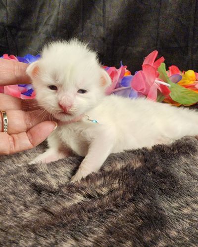 MaineCoonKittenMystiqueAkoni051825MBlue2.jpg