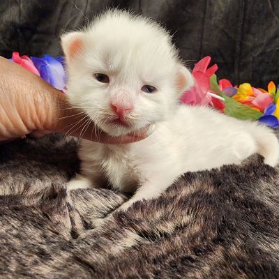 MaineCoonKittenMystiqueAkoni051825MBlue3.jpg