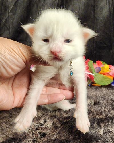 MaineCoonKittenMystiqueAkoni051825MBlue5.jpg
