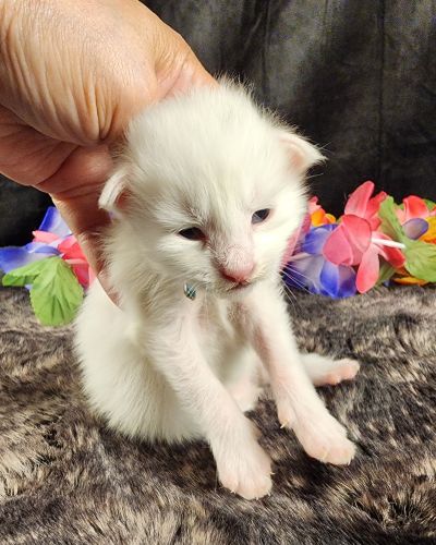 MaineCoonKittenMystiqueAkoni051825MBlue6.jpg