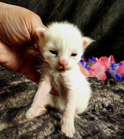 MaineCoonKittenMystiqueAkoni051825MGreen1.jpg