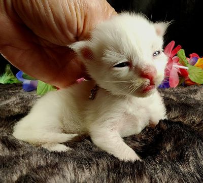 MaineCoonKittenMystiqueAkoni051825MGreen3.jpg