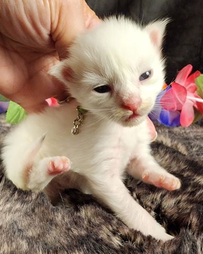 MaineCoonKittenMystiqueAkoni051825MGreen4.jpg