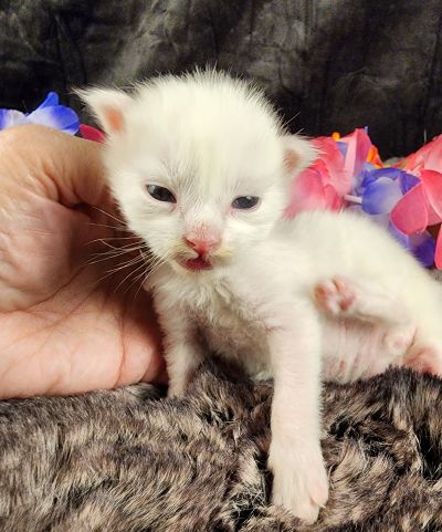 MaineCoonKittenMystiqueAkoni051825MGreen6.jpg
