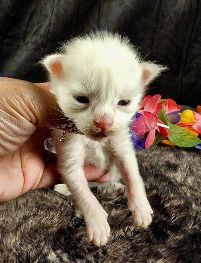 MaineCoonKittenMystiqueAkoni051825MGreen8.jpg