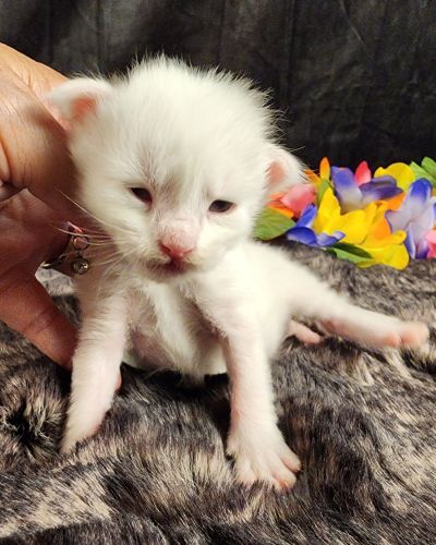 MaineCoonKittenMystiqueAkoni051825MOrange2.jpg