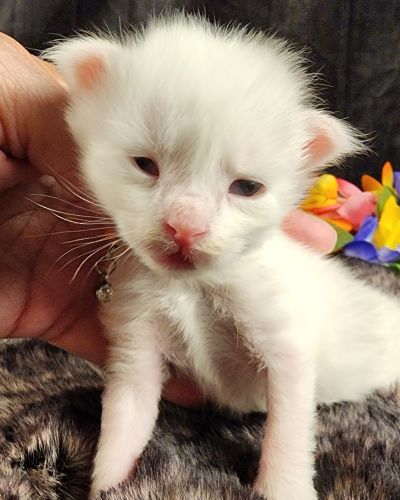 MaineCoonKittenMystiqueAkoni051825MOrange3.jpg