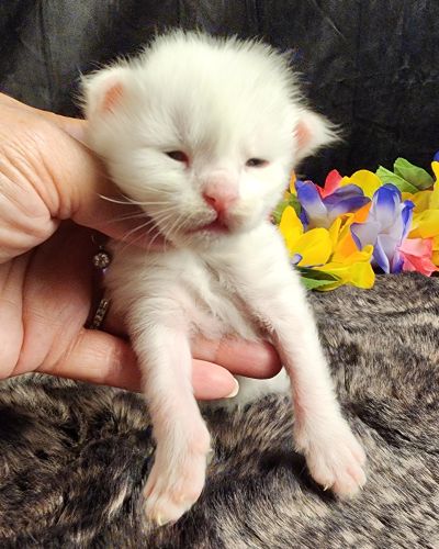 MaineCoonKittenMystiqueAkoni051825MOrange5.jpg