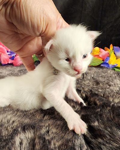MaineCoonKittenMystiqueAkoni051825MOrange6.jpg